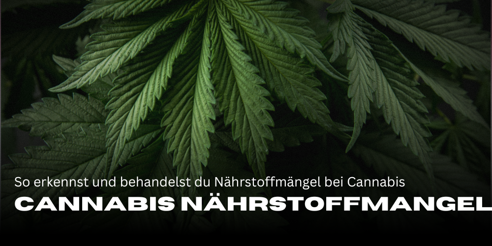 Cannabis Nährstoffmangel