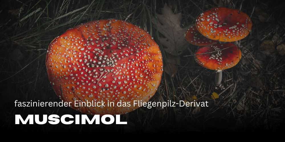 Fliegenpilz-Derivat Muscimol