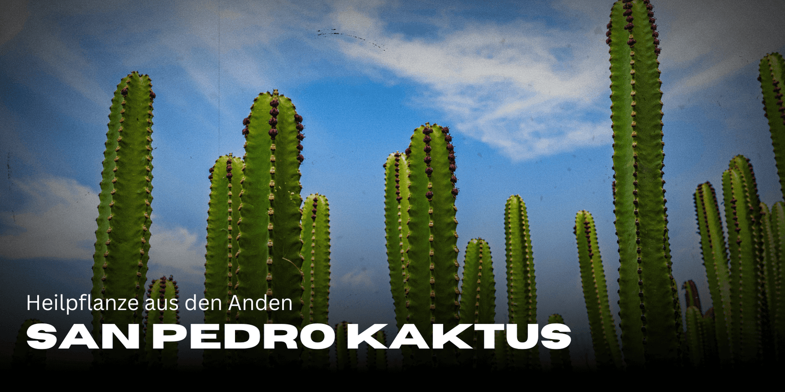 San Pedro Kaktus