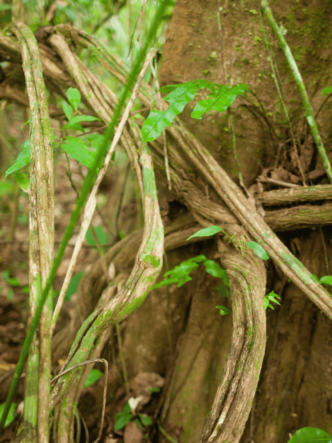 Ayahuasca Pflanze