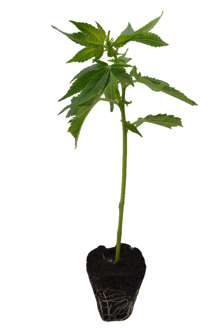 Premium cannabis cuttings Mimosa Orange Punch