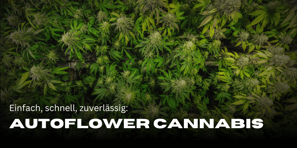 Automatic cannabis plants: Easy Cultivation for Beginners and Pros