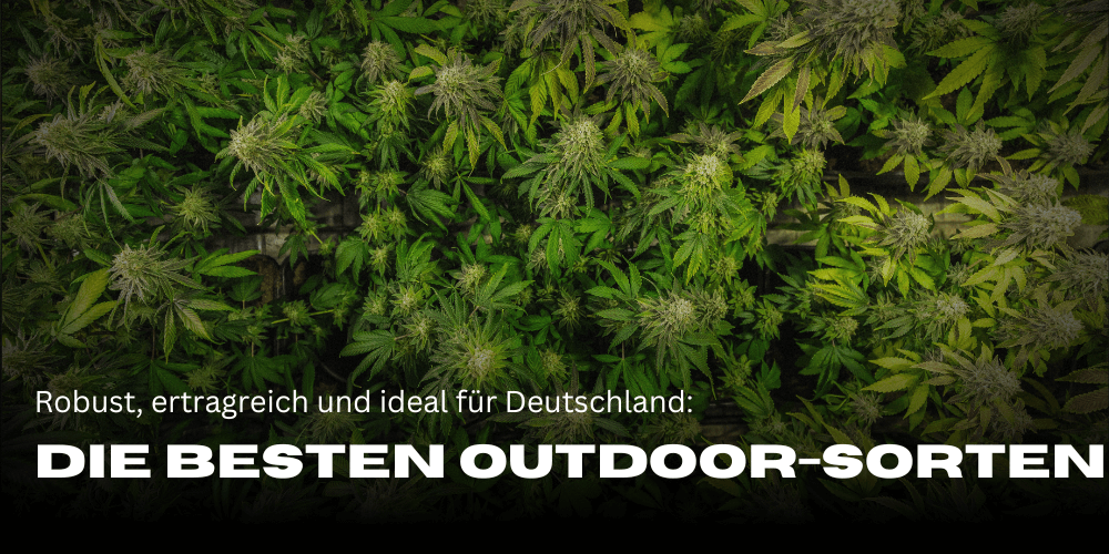 Die besten Outdoor-Cannabissorten in Deutschland entdecken