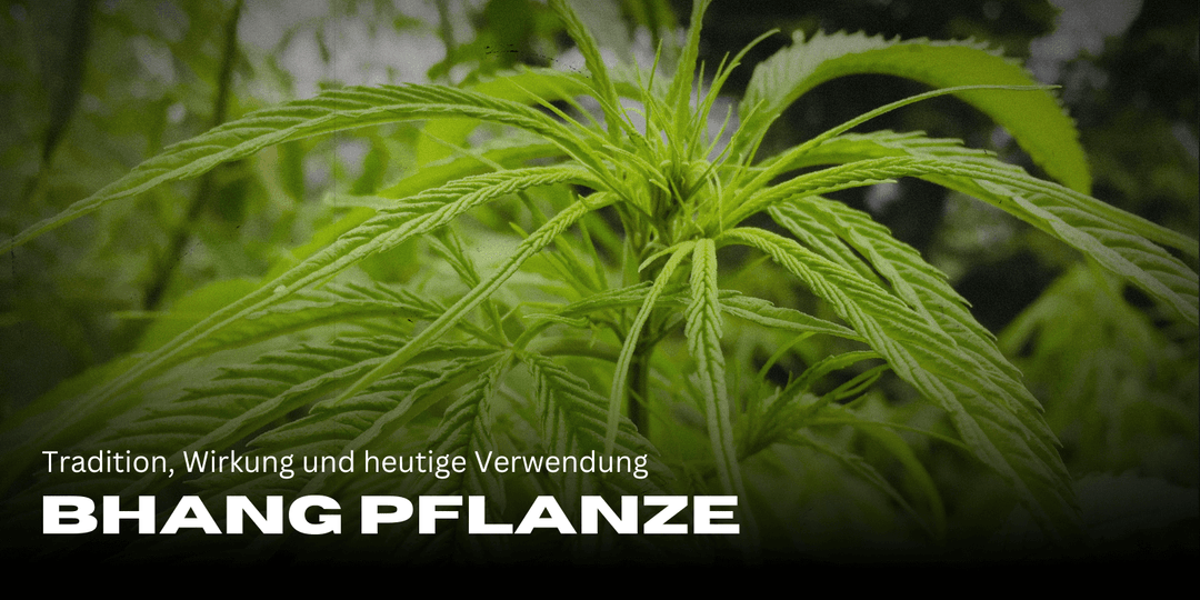 Planta Bhang: tradición, efecto y uso actual