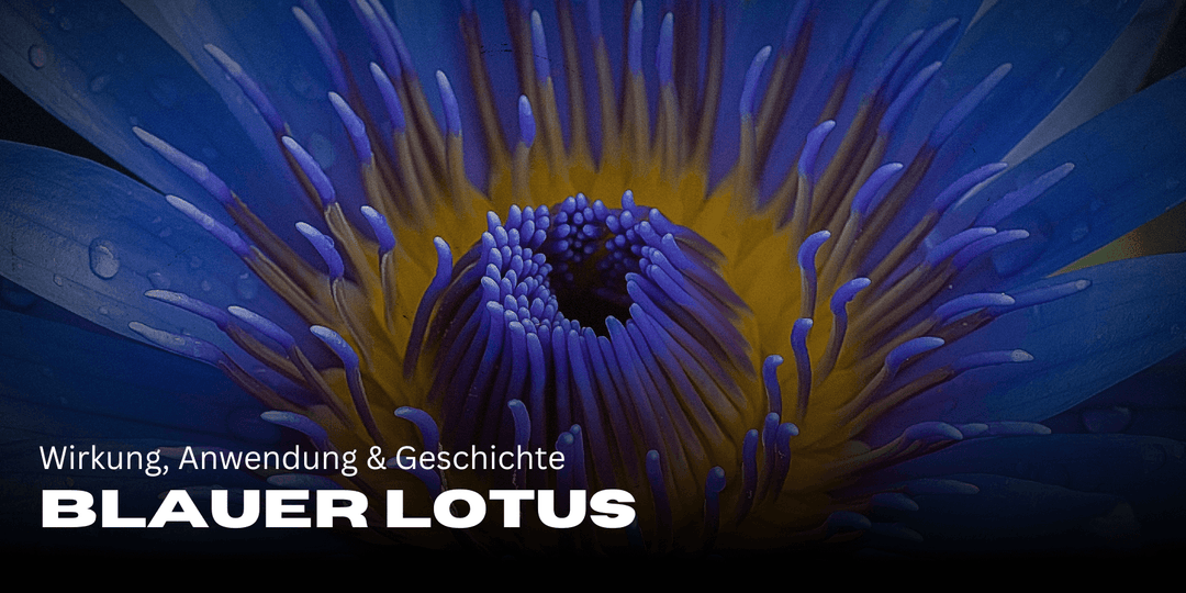 Loto azul 🌿 Efecto, aplicación &amp; historia