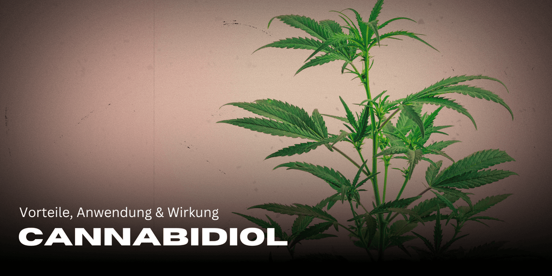 Cannabidiol: beneficios, uso y efectos para tu bienestar 🌿