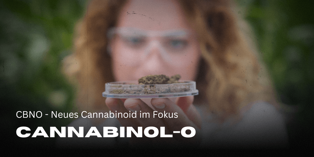 Cannabinol neues Cannabinoid in der Cannabis-Szene