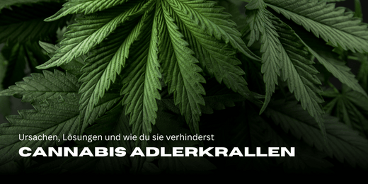 Cannabis Blätter. Cannabis Adlerkrallen