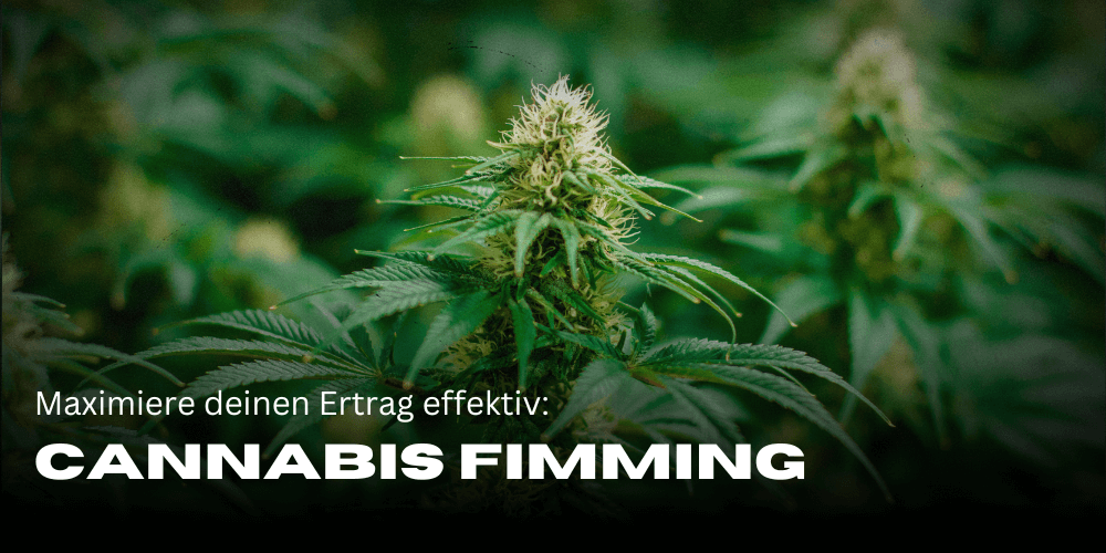 Cultivo de cannabis: maximiza tu rendimiento de forma eficaz