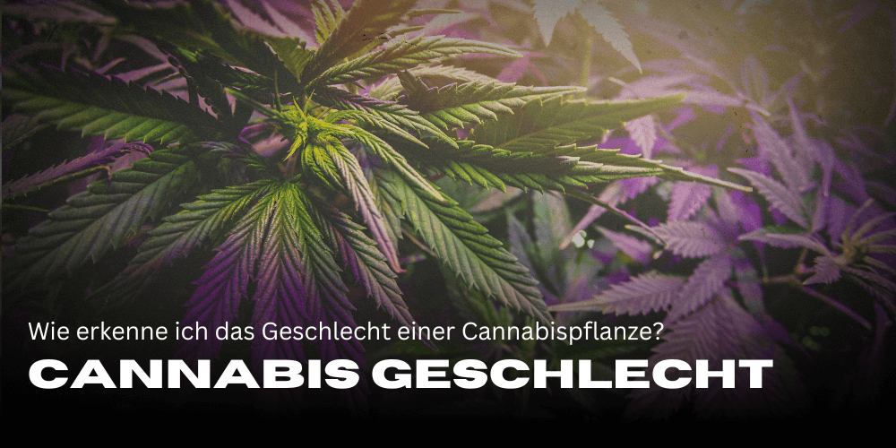 Reconocer el género del cannabis: Tu guía sencilla para cultivadores