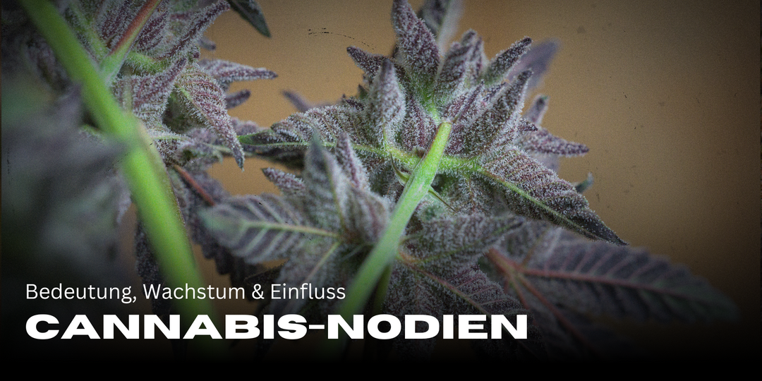 Cannabis nodes: importance, growth & influence