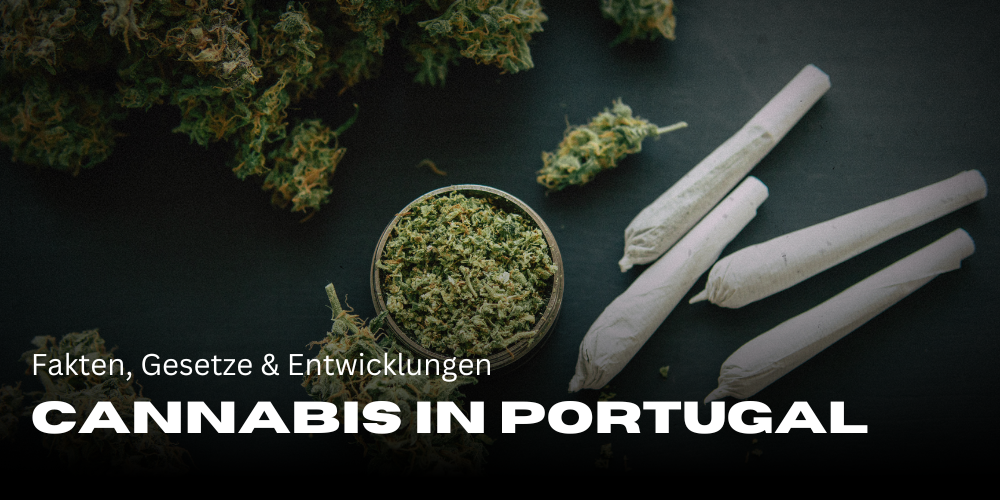 El cannabis en Portugal - hechos, leyes y evolución