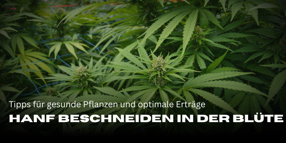 Pruning hemp in the Flower: Tips for healthy plants and optimum yields
