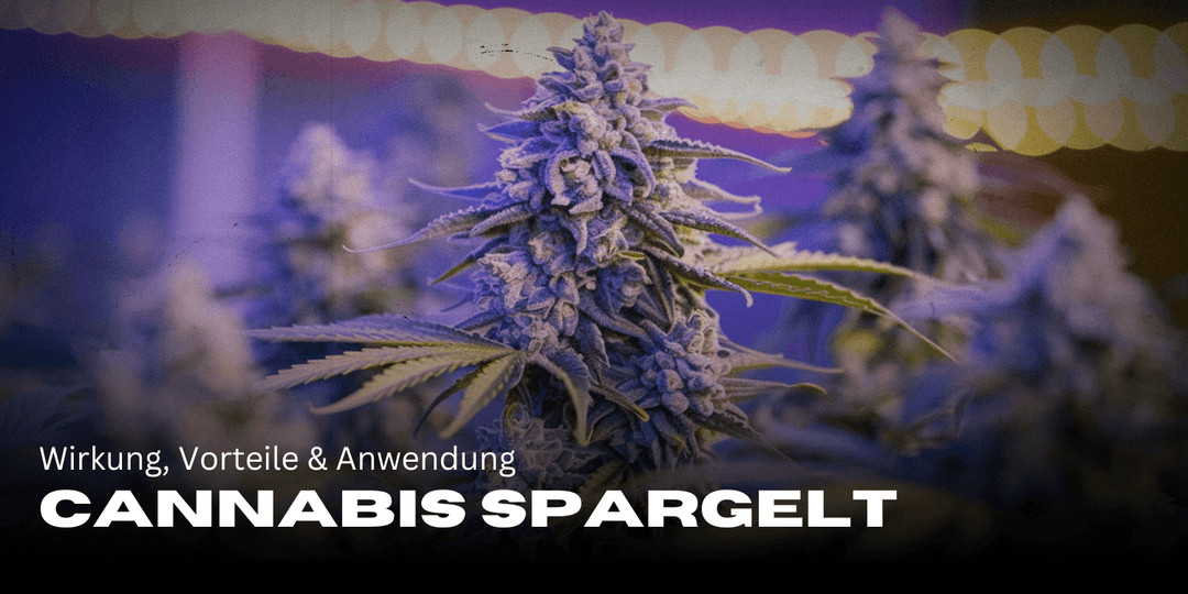 Cannabis asparagus: Effect, benefits & application at a glance 🌿