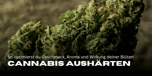 Curing cannabis: How to optimise the taste, aroma and effects of your Flowers