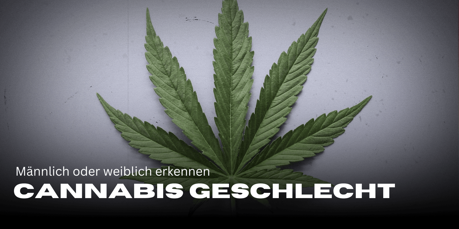 Cannabis Geschlecht erkennen, Cannabis Geschlecht bestimmen