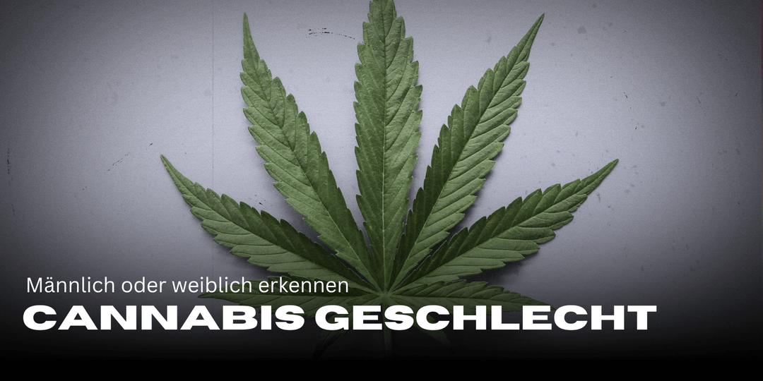 Determining cannabis gender: How to recognise male and female plants