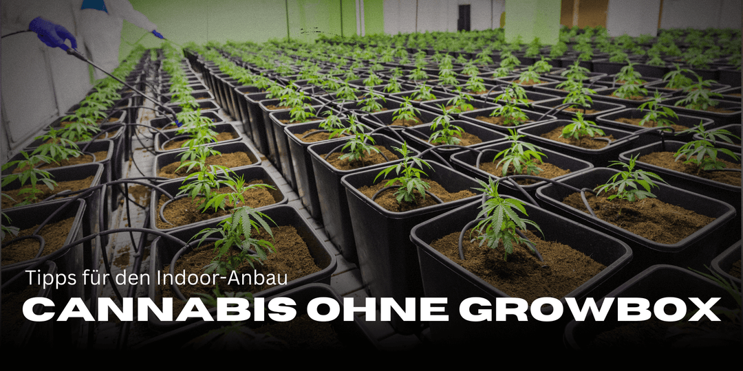 Growing cannabis without a grow box - tips for indoor cultivation without special equipment