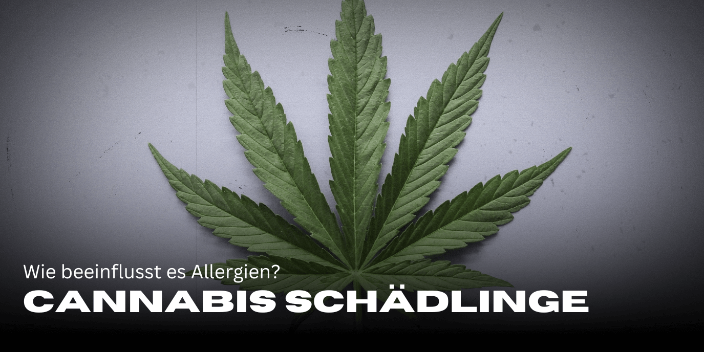 Cannabis und Histamin: Wie beeinflusst es Allergien?