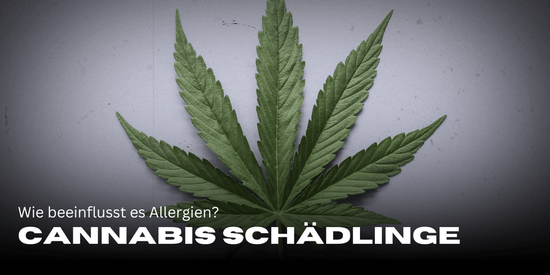 Cannabis e histamina: ¿cómo afecta a las alergias?