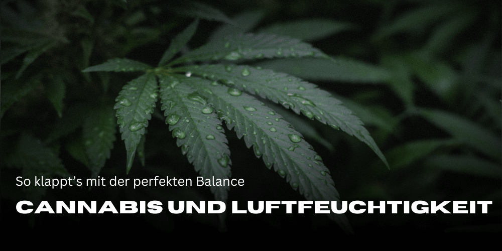 Cannabis y humedad: cómo conseguir el equilibrio perfecto