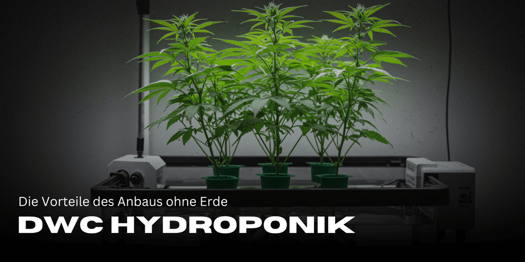 DWC Hidroponía: Las ventajas de cultivar sin tierra