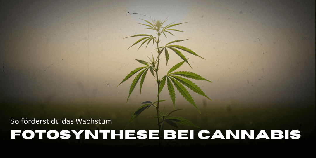 Fotosíntesis en las plantas de cannabis: cómo fomentar el crecimiento 🌱