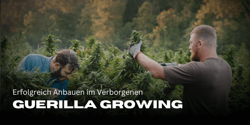 Guerilla Growing: Erfolgreich Anbauen im Verborgenen