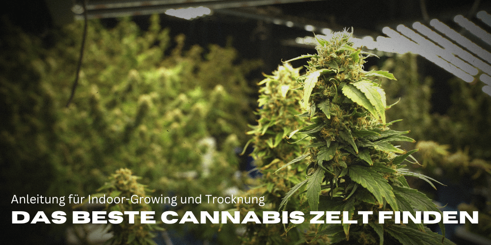 Finding the best cannabis tent: Indoor Growing and Drying Guide