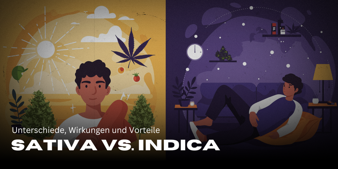 Sativa frente a índica: diferencias, efectos y beneficios 🌿