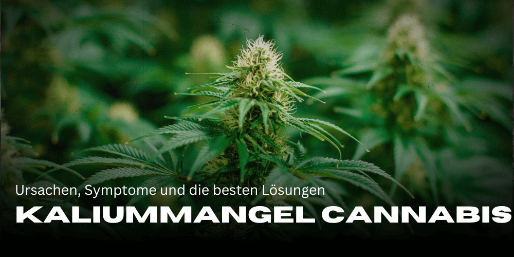 Potassium deficiency in cannabis: causes, symptoms and the best solutions for healthy plants