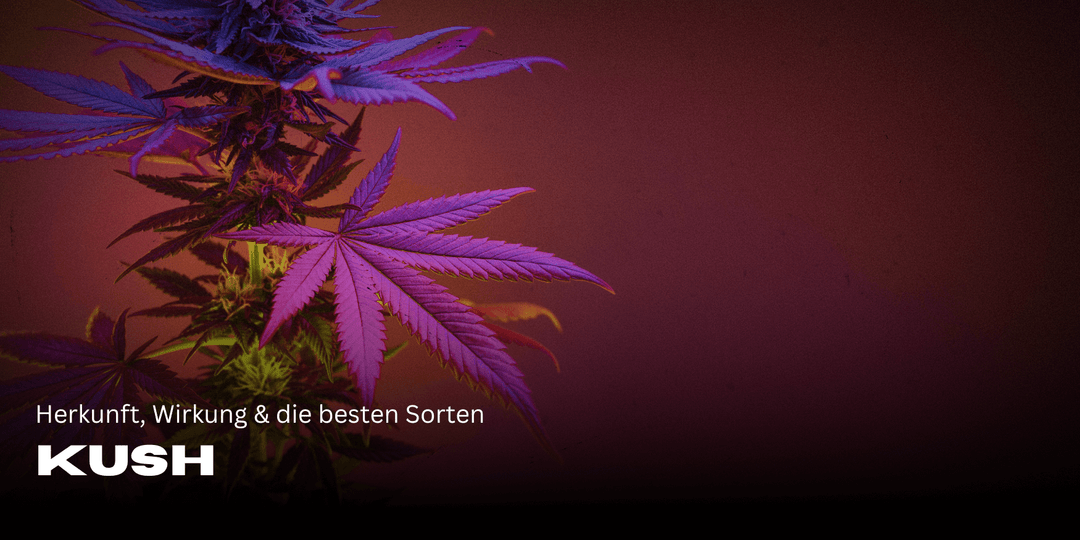 Kush: Origin, effect & the best strains at a glance