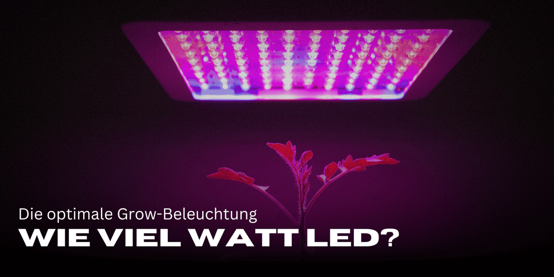 ¿Cuántos vatios LED por m²? ¡La iluminación de cultivo óptima! 🌱💡