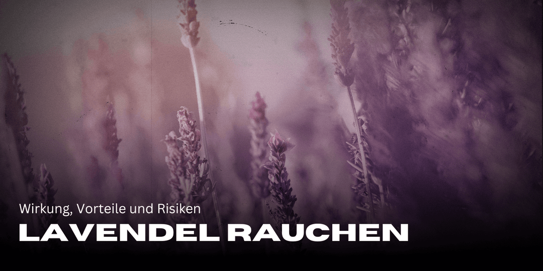 Smoking lavender: Effects, benefits and risks in detail