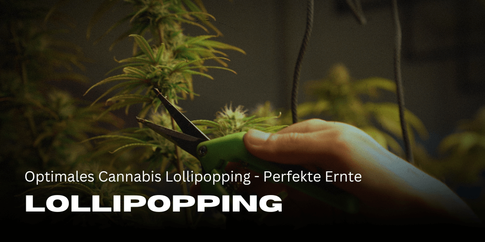 Óptima piruleta de cannabis: cosecha perfecta