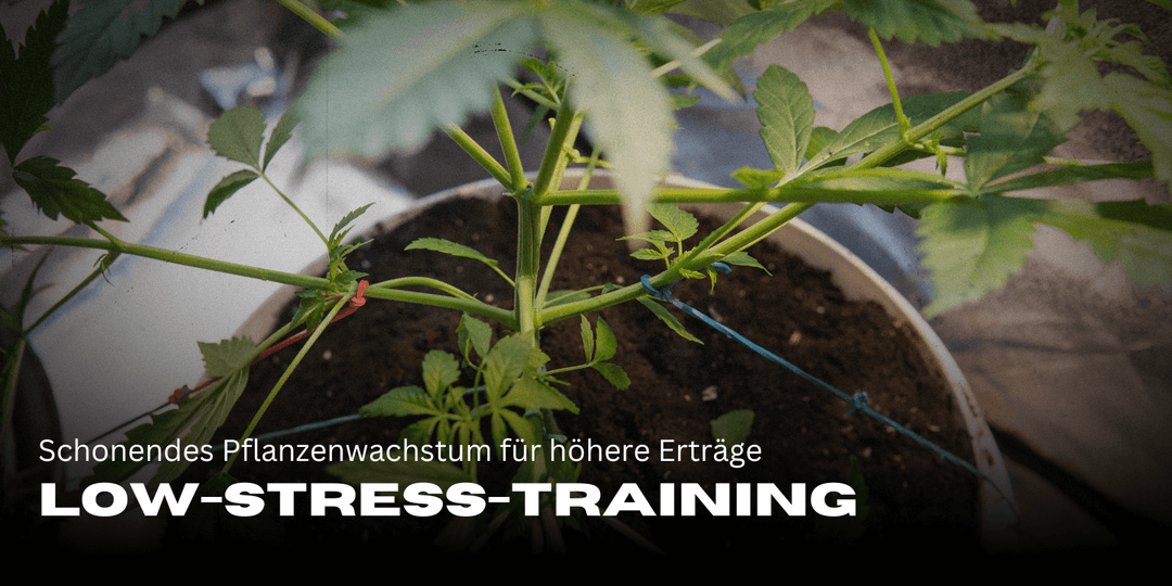 Low-Stress-Training (LST) Anleitung: Schonendes Pflanzenwachstum für höhere Erträge