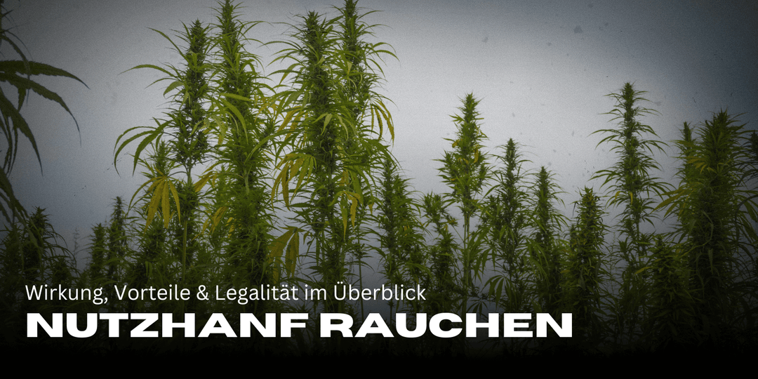 Smoking industrial hemp: Effect, advantages & legality at a glance