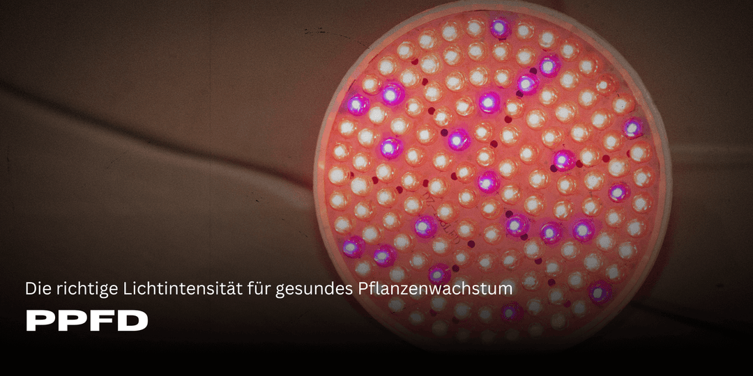 PPFD: La intensidad luminosa adecuada para un crecimiento sano de las plantas