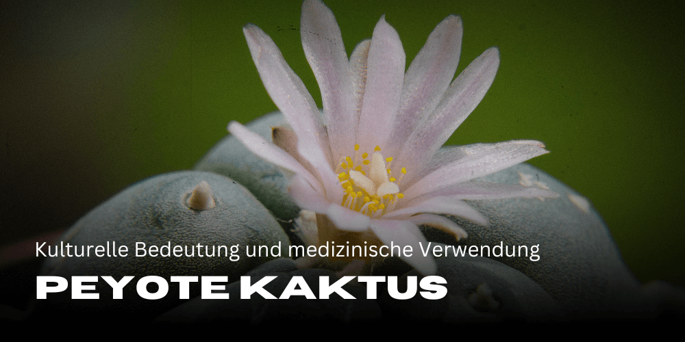 El cactus peyote: significado cultural y uso medicinal