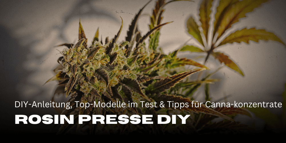 Rosin Press: DIY instructions, top models in the test and tips for cannabis concentrates