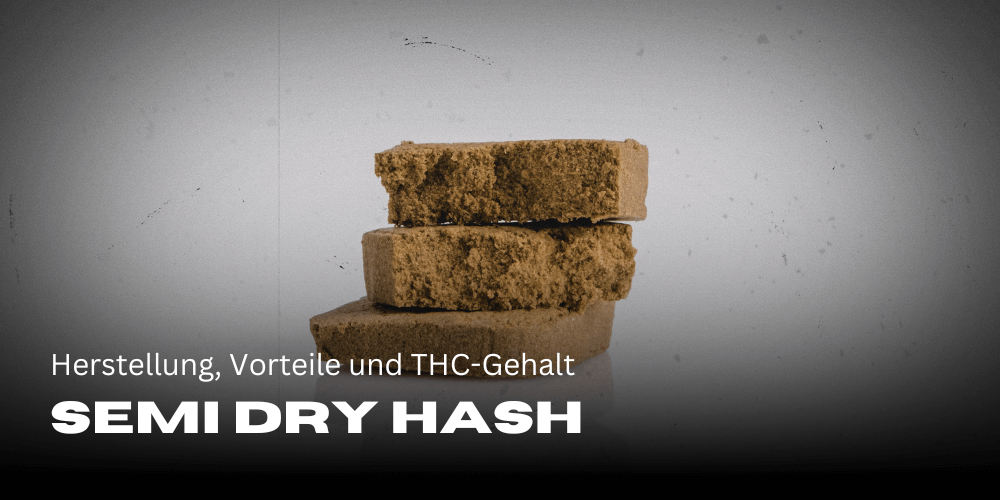 Semi dry hash: production, benefits and THC content