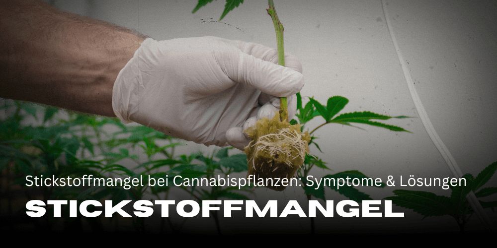 Nitrogen deficiency in cannabis plants: symptoms & solutions