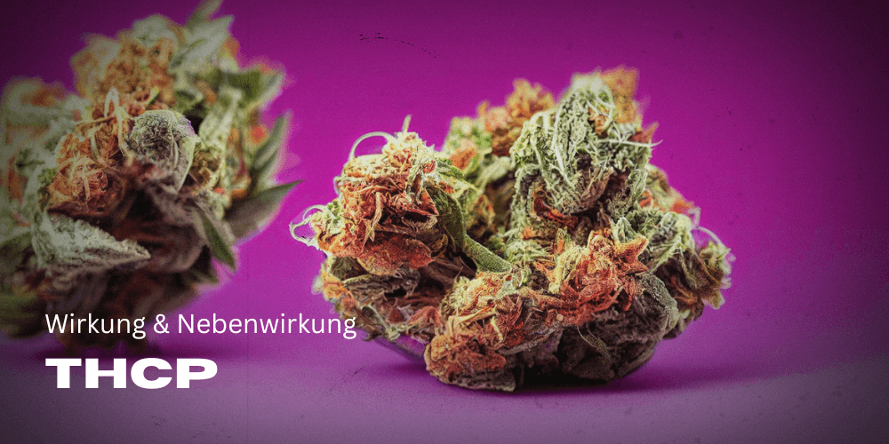 THCp - Guide: effects & side effect 