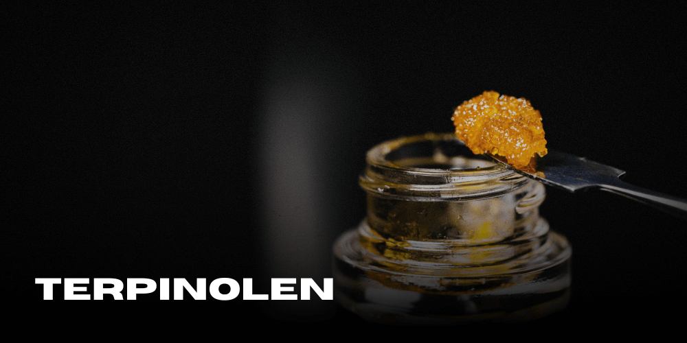 Terpinolene - The mysterious terpene with antibacterial properties