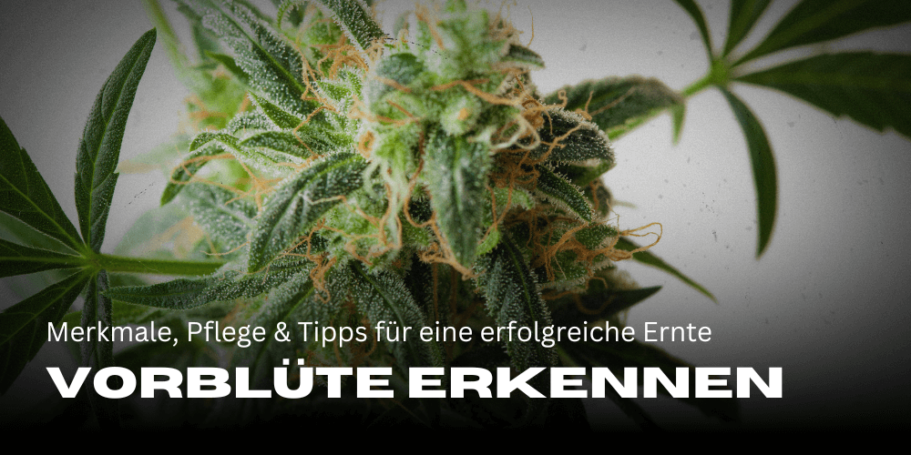 Reconocer la prefloración del cannabis: Características, cuidados y consejos para una buena cosecha