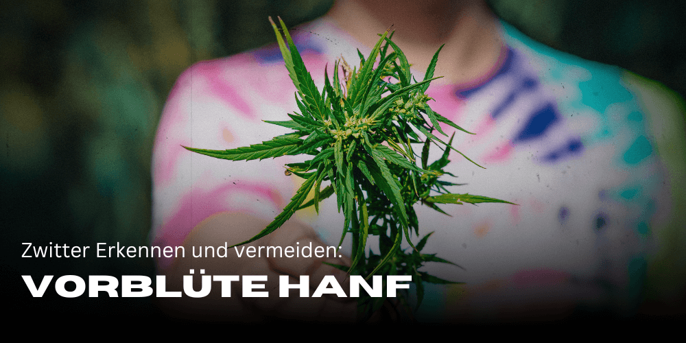 Vorblüte Hanf: Zwitter erkennen und vermeiden