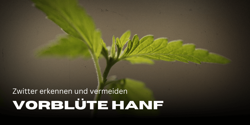 Vorblüte Hanf: Zwitter erkennen und vermeiden