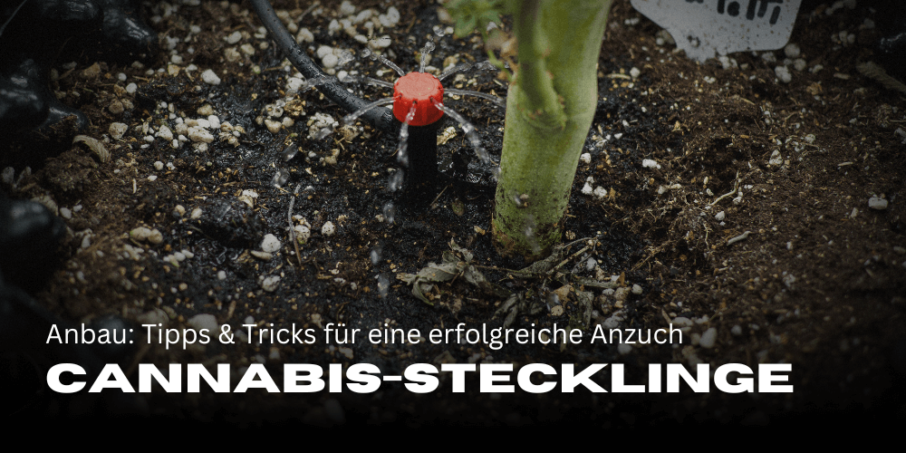 Growing cannabis cuttings: Tips and tricks for successful cultivation 