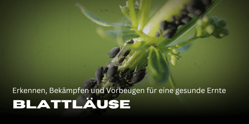 Blattläuse auf Cannabis: Erkennen, Bekämpfen und Vorbeugen für eine gesunde Ernte