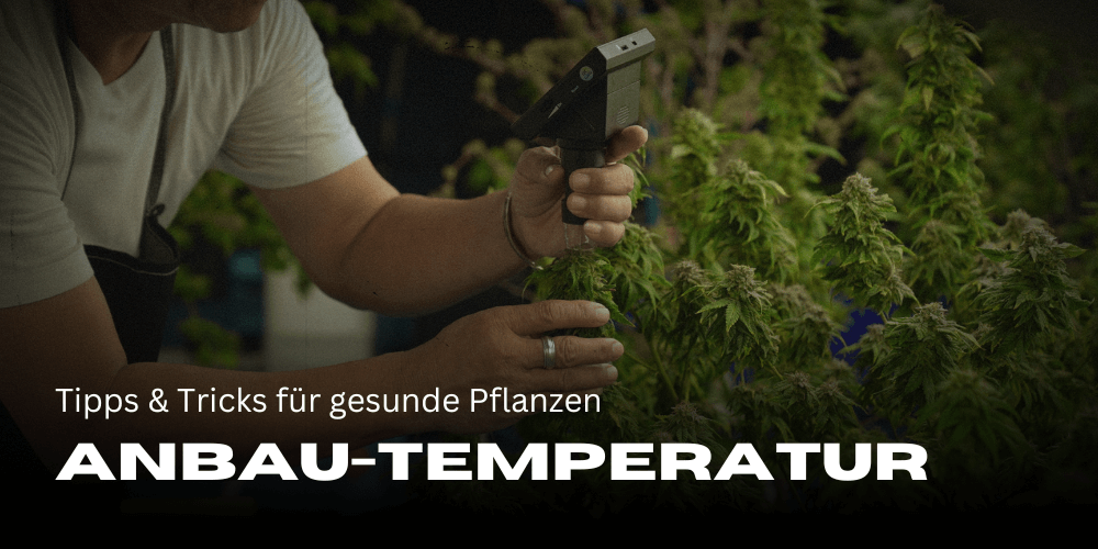 Cannabis cultivation temperature: tips and tricks for healthy plants 